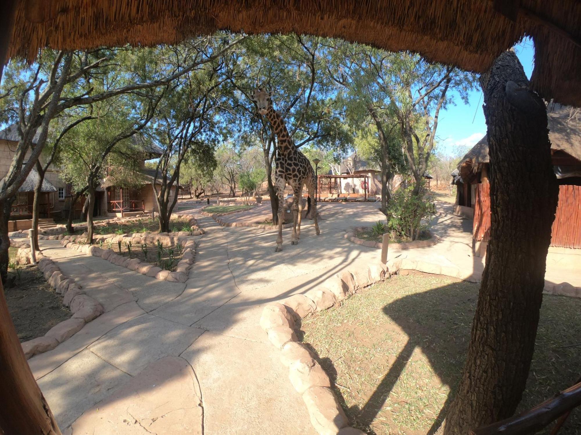 Zebra Nature Reserve Cullinan Δωμάτιο φωτογραφία